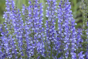 Salvia 'Azure Snow' New 2025